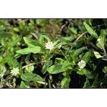 Bhringraj Plant at best price in Jabalpur by Adinath Herbals & Ware House Private Limited | ID ...