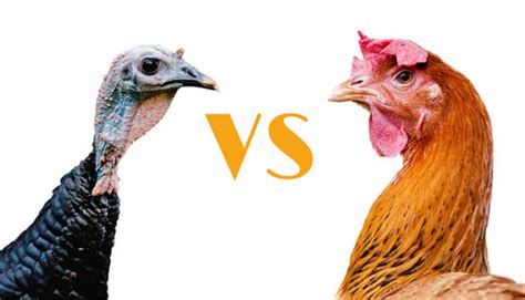 Lunchtime Battle: Turkey vs. Chicken – Who Wins?