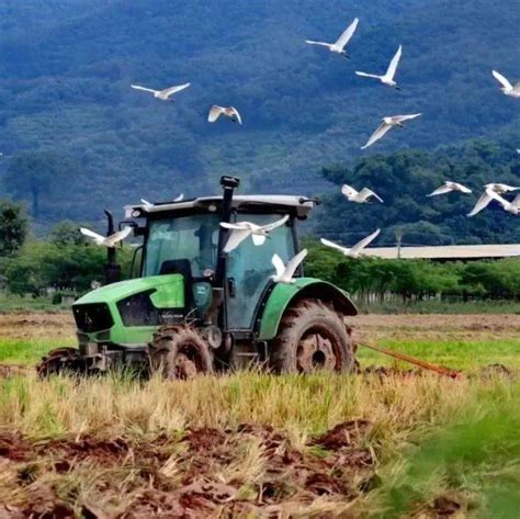 【生物多样性看西双版纳】200余只国家二级保护动物白鹭鸶现身勐腊城郊_勐腊县_笔者_勐腊镇