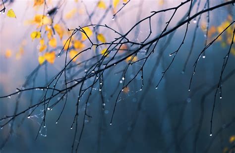 Bare tree, branch, nature, rain, water drops HD wallpaper | Wallpaper Flare