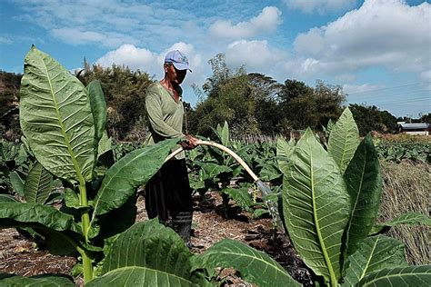 Stop tobacco farming, grow food – WHO | The Manila Times