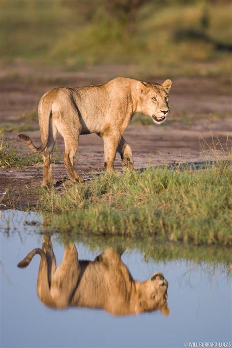 Mammals + Okavango Delta | Photos Pictures Images