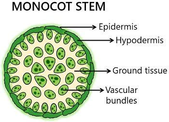 Monocot Vs Dicot Stem- Definition, Structure, 22, 57% OFF