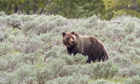 Grizzly Bear | Defenders of Wildlife