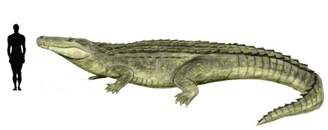 Prehistoric taxonomy | Purussaurus braziliensis... Megalodon, Amphibians, Mammals, Magazine ...