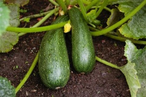 Growing Zucchini Squash | ThriftyFun