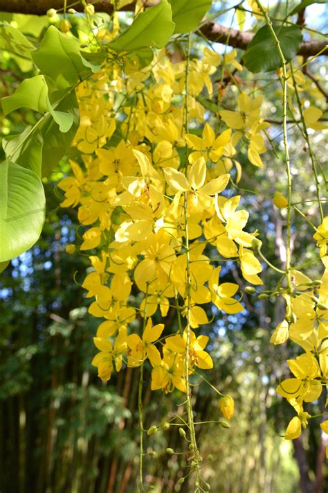 Cassia fistula (Golden Shower Tree)