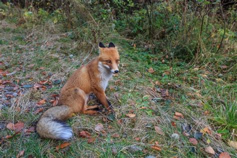 European Red Fox Vulpes Vulpes Stock Image - Image of mammal, carnivore ...