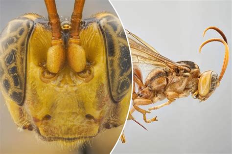 Terrifying new ‘vampire’ wasp discovered in the Amazon — they sting ...