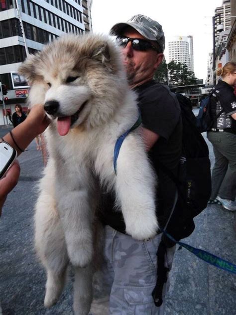 40 Adorable Photos Of Alaskan Malamutes Showing They're Just Gentle Giants Really