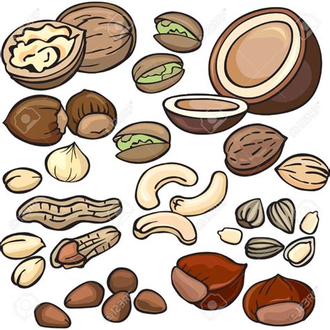 Free Nuts Clipart | Free Images at Clker.com - vector clip art online, royalty free & public domain