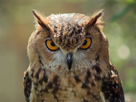 Download Animal Great Horned Owl HD Wallpaper