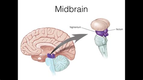 The Midbrain Flashcards | Quizlet