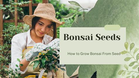 How to Grow Bonsai from Seed: A Journey of Patience and Beauty