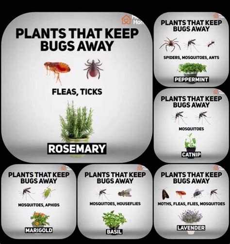 Plants that keep bugs away | Mosquito repelling plants, Plant bugs ...