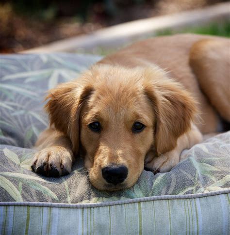 Golden Retriever Breed Guide - Pros and Cons of Golden Retrievers ...