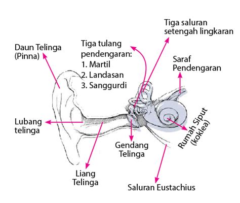 Bagian Bagian Telinga Worksheet - Riset