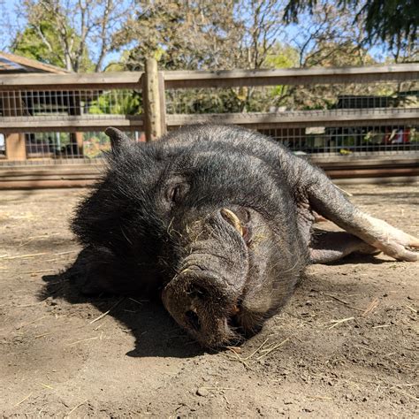 Potbelly Pig | Beacon Hill Children's Farm