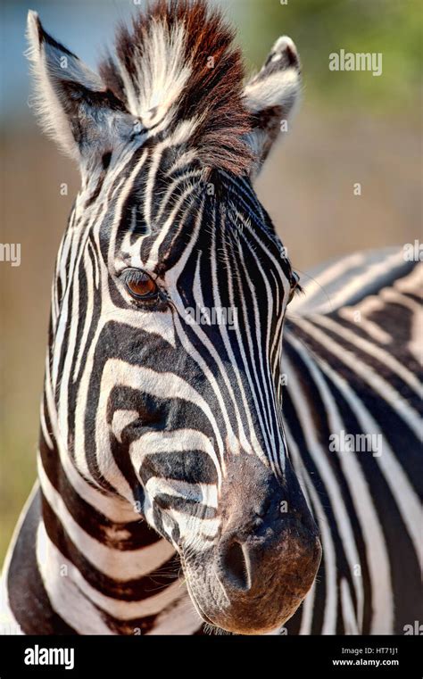 Zebra close up Stock Photo - Alamy