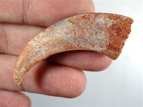 Could Moroccan dino claws in fact be pterosaur claws? - General Fossil ...