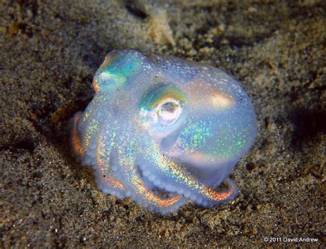 Tiny shiny octopus : r/RealLifeShinies