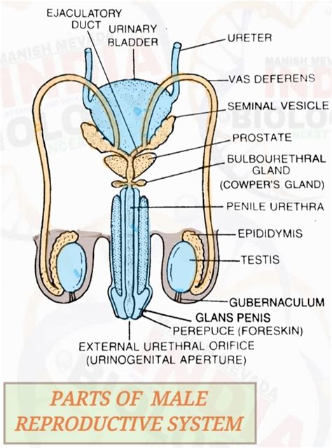 A Labeled Diagram Of The Male Reproductive System Male Repro