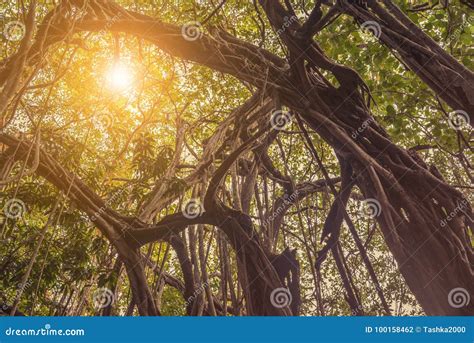 Beautiful banyan tree stock photo. Image of roots, serenity - 100158462