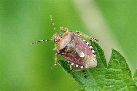 Famille Pentatomidae - Identification des hémiptères