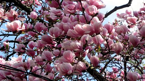 Pink Blossom Branch Earth Magnolia Tree HD Magnolia Wallpapers | HD ...