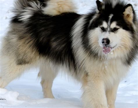 Alaskan Malamute Tibetan Mastiff Husky Mix - Pets Lovers