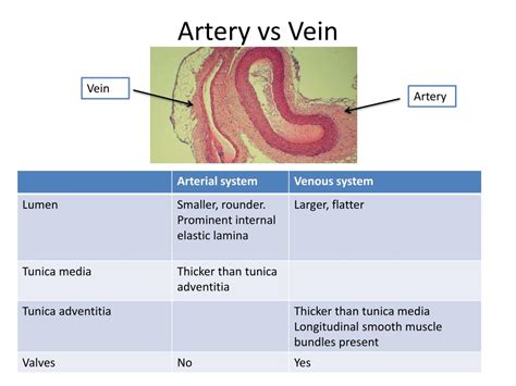 Histology Of Vein