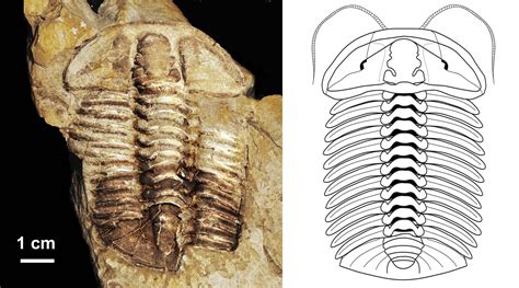 Educational LIVING FOSSIL PREHISTORIC ANCESTORS OF TRILOBITES Science & Nature Animals & Nature ...