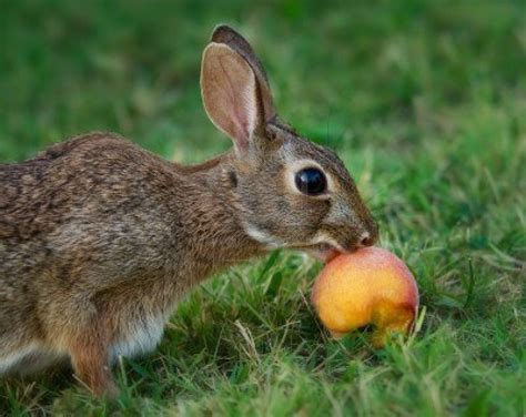 What do rabbits eat? | Rabbit, Rabbit eating, Rabbit diet