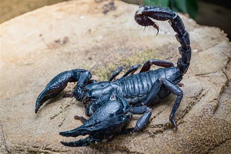 Asian Forest Scorpion Stock Photos, Pictures & Royalty-Free Images - iStock