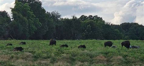 BISON — Bison Berry Farms