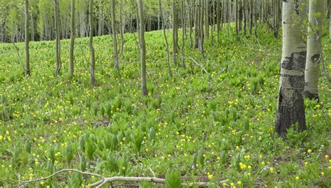 Aspen Forest - Colorado Native Plant Society