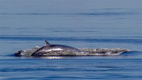 Whales of the North Atlantic | Adventure Canada