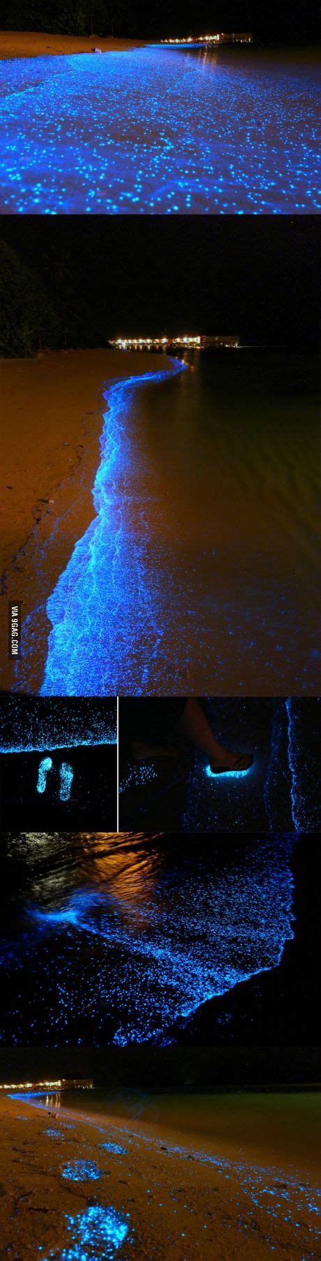 37 best images about Bioluminescent Beach on Pinterest | Glow ...