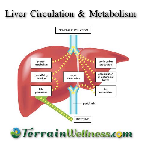 Liver Detoxification Pathways