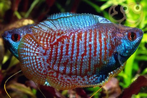 Dwarf Gourami - Trichogaster lalius Fish Profile & Care Guide