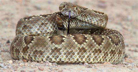 Man airlifted out of Adelanto after Mojave Green Rattlesnake bite ...