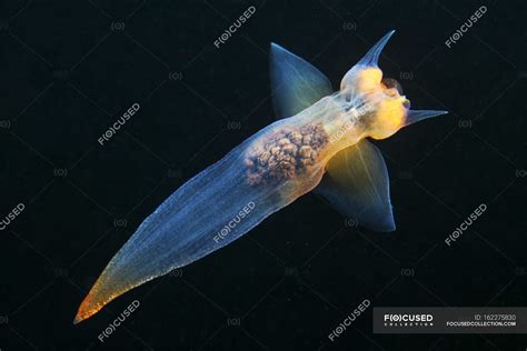 Clione limacina on black — nobody, Arctic Ocean - Stock Photo | #162275830