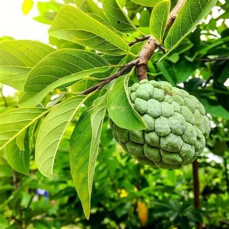 Annona Reticulata: Benefits, uses and care tips