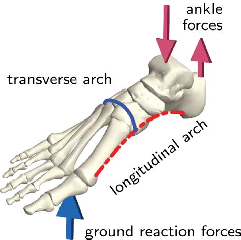 Mathematician identifies new tricks for the old arch in our foot