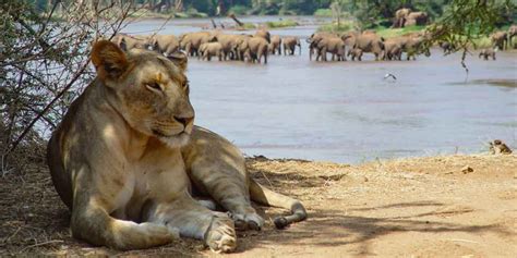 Kenya National Parks & Highlights - List of Game Parks in Kenya