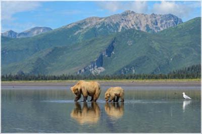 Trip Report – Grizzly Bear Photography Workshop 2018 – July - Shetzers ...