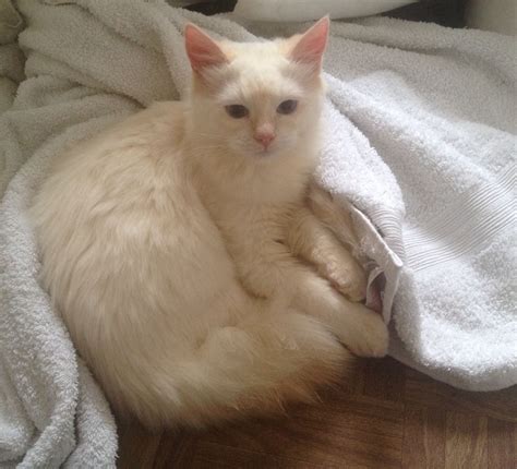 Cream Ragdoll Kitten Male GCCF | Poole, Dorset | Pets4Homes