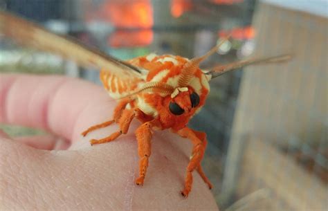 The regal moth (Citheronia regalis), also called the royal walnut moth or the hickory horned ...