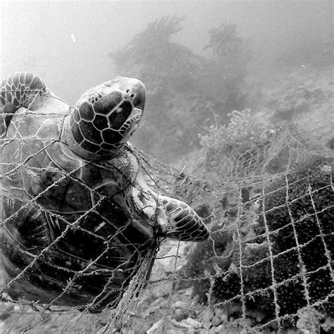 Sea Turtle Predators - Sea Turtle Camp | Turtle, Turtle predators, Ocean pollution