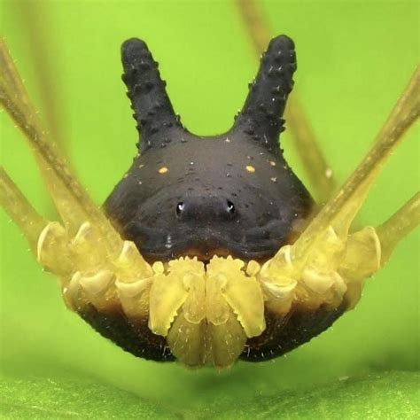 The Bunny Harvestman looks like a bunny driving a spider mech : r/interestingasfuck